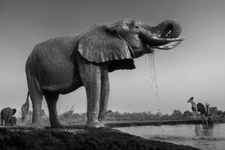 Hanging at the Watering Hole Hanging at the Watering Hole