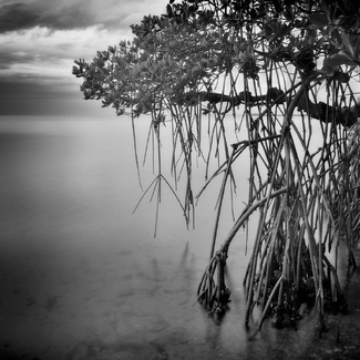 Storm and Stillness (Terra Ceia Bay, Florida) Storm and Stillness (Terra Ceia Bay, Florida)