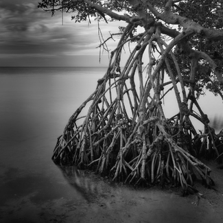 Gathering Storm, Terra Ceia Bay, Florida Gathering Storm, Terra Ceia Bay, Florida