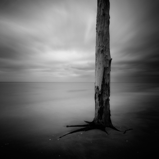 Last Stand (Stump Pass Beach, Florida) Last Stand (Stump Pass Beach, Florida)