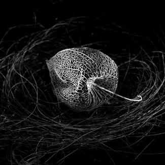 seed poid seed poid