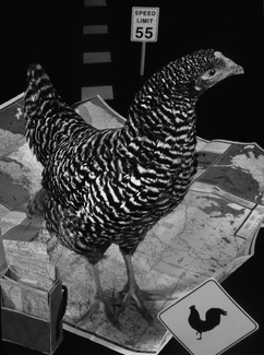 chicken crossing chicken crossing