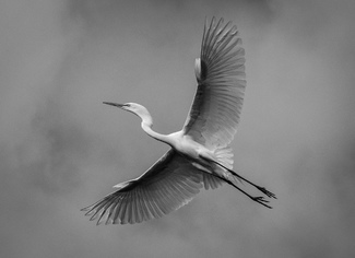 egret takes flight