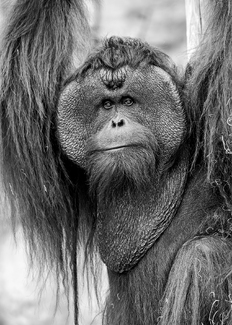 Bornean Orangutan Bornean Orangutan