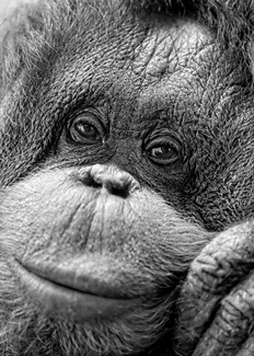 Portrait of an Orangutan Portrait of an Orangutan