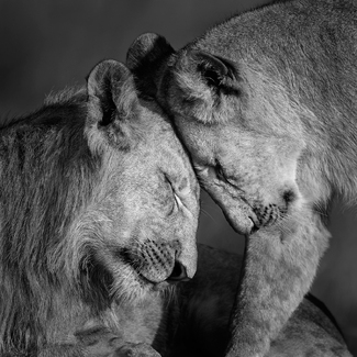 Lions bonding Lions bonding