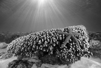 Starfish Dreams Starfish Dreams