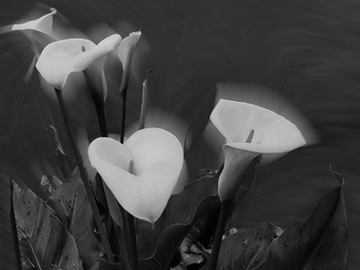 Calla Lilies Calla Lilies