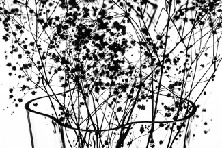 Baby's Breath Baby's Breath