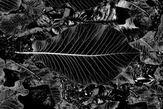 Fallen Leaves Fallen Leaves