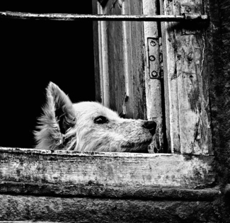 Dog On Windowsill