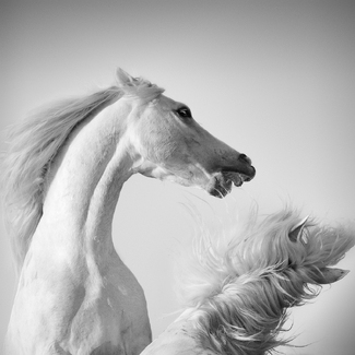 Playfight Playfight
