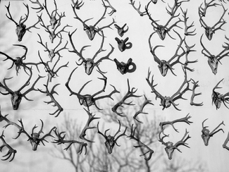 Shadows on the wall Shadows on the wall