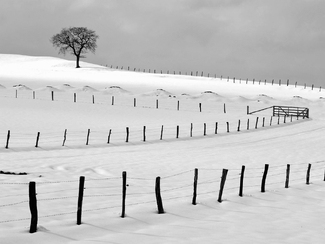 Fences and Tree Fences and Tree