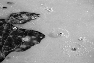 After the icefisher left After the icefisher left