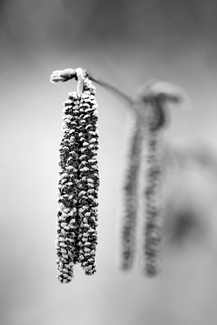 Hazel Catkins Hazel Catkins