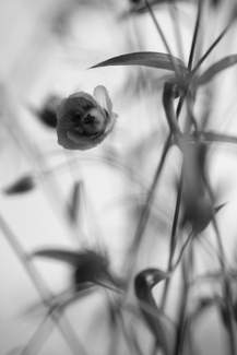 Linum Linum