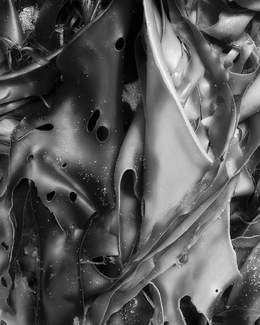 Kelp #4, Apollo Bay, Australia Kelp #4, Apollo Bay, Australia