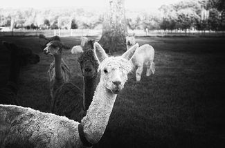 Alpaca Encounter Alpaca Encounter