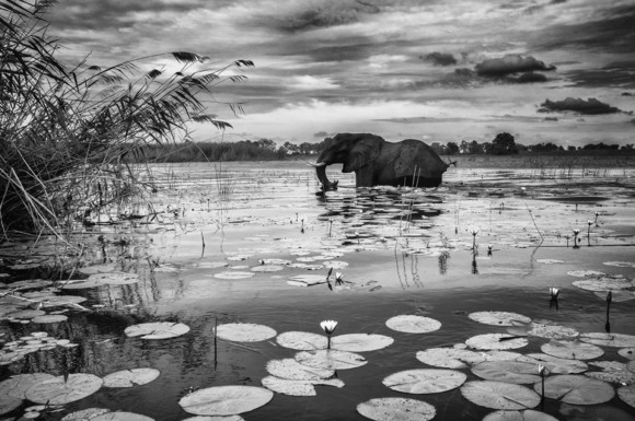 Elephant crossing waterlilies