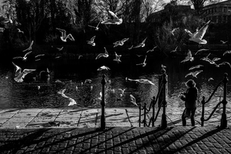 Feeding frenzy Feeding frenzy