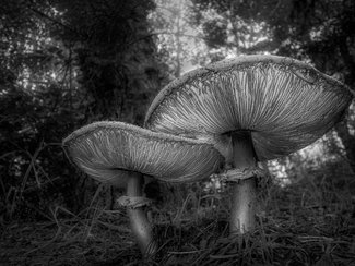 Mushrooms at Dawn Mushrooms at Dawn