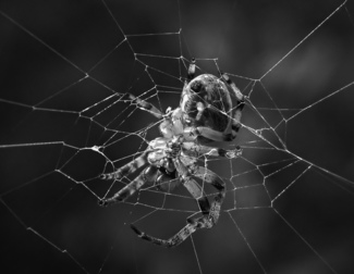 Silken Web