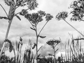 Reaching Up Reaching Up