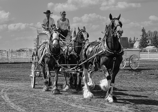 Three Hitch Stepping in Time