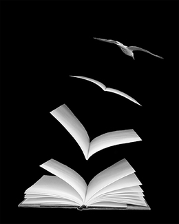 Where Ideas Fly Where Ideas Fly