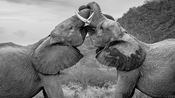 Elephants entwined trunks