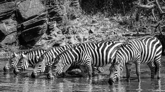 Zebras at water hole Zebras at water hole