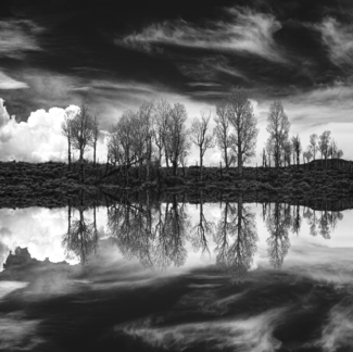 Trees reflected