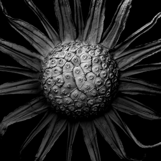 Withered Plant #1 Withered Plant #1