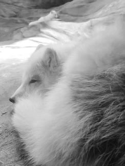 Isolation Is Daily Life Isolation Is Daily Life