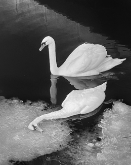 Partners for Life Partners for Life