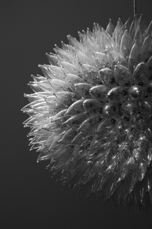 Dandelion Bulbs Dandelion Bulbs