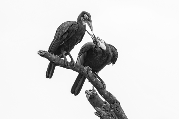 Southern Ground Hornbills, Kenya