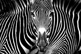 Grevy's Illusion  Grevy's Illusion
