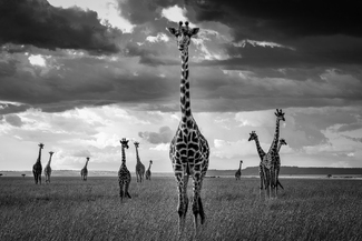 Skyscrapers of Masai Mara Skyscrapers of Masai Mara