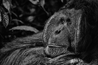 Borneo Orangutan Borneo Orangutan