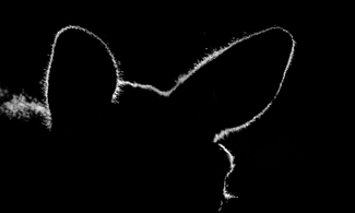 Detail of a moose Detail of a moose