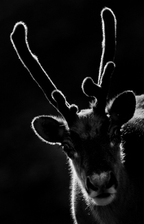 Svalbard reindeer Svalbard reindeer