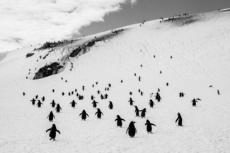 Walking penguins