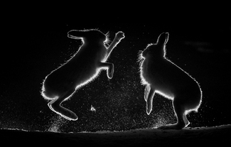 Mountain Hare Fight Mountain Hare Fight
