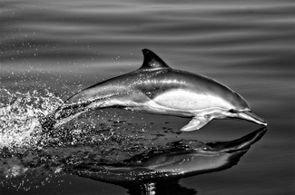 Out of the blue Out of the blue