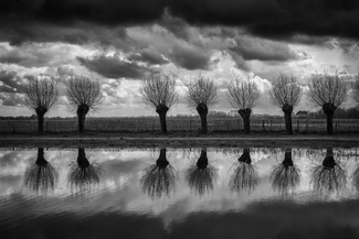 Landscape with pollard willows Landscape with pollard willows