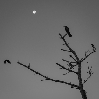 Pre-sunrise gathering Pre-sunrise gathering