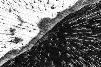 Yin and Yang Yin and Yang