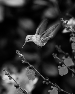 Humming Bird in Flight